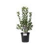 200mm Pittosporum Stephens Island - Pittosporum ralphii