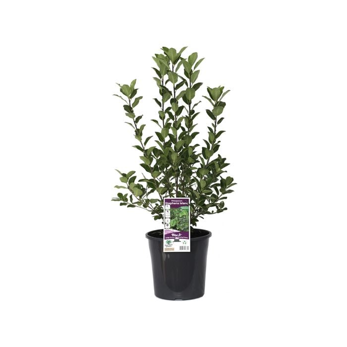 200mm Pittosporum Stephens Island - Pittosporum ralphii