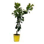 200mm Grapefruit Marsh - Citris Paradisi