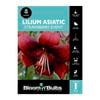 Bloomin' Bulbs Lilium Strawberry Event - 1 Pack