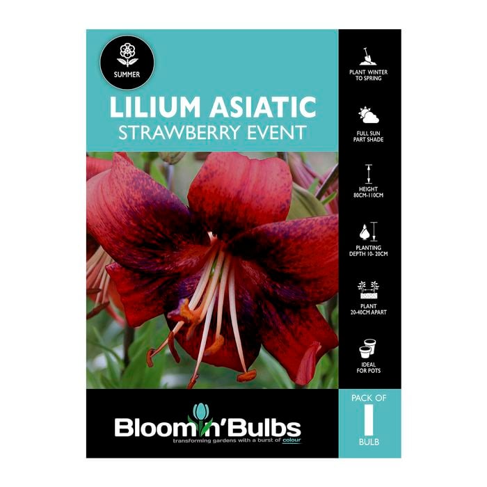 Bloomin' Bulbs Lilium Strawberry Event - 1 Pack