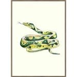 Rayell Framed Kids Artwork Snake Natural Cream 50x70cm