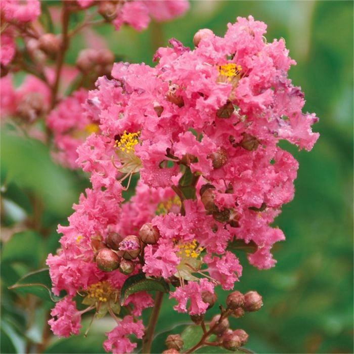 Bagged Lagerstroemia Tuscarora Crepe Myrtle Bush