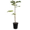 Plant Fig Mrs Williams  4.7L