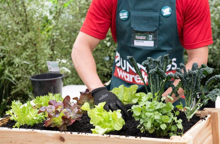 A person planting lettuce into a raised wooden garden bed