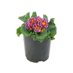 1.5L Primrose Sirococco - Primula acaulis