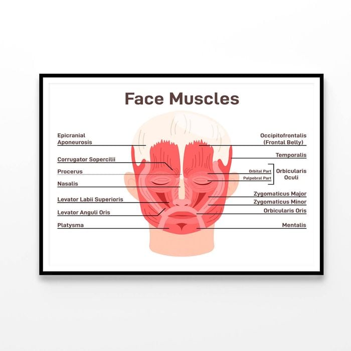 Head And Face Muscles  Print 100% Australian Made 120x90cm  (Poster)