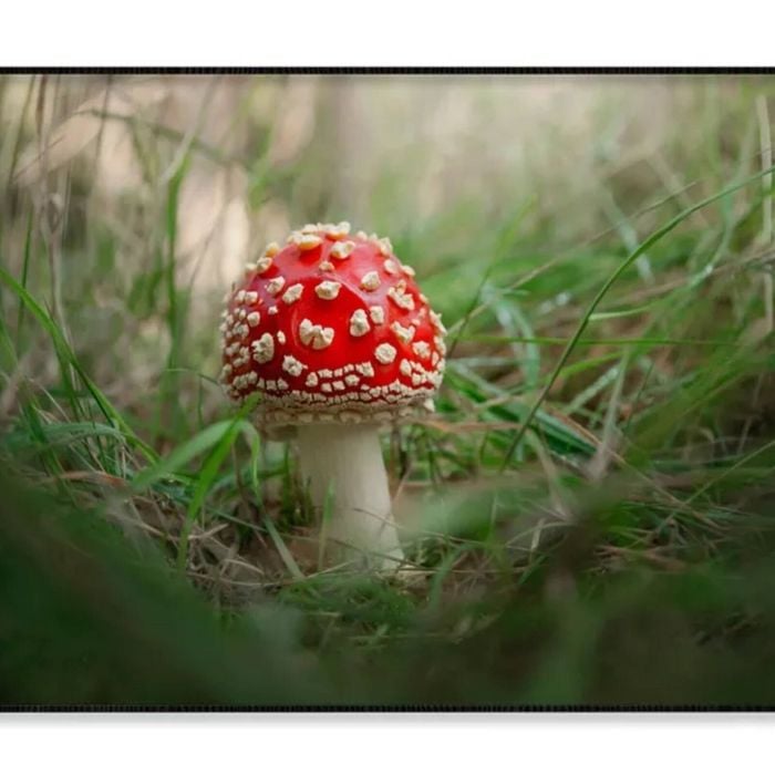 Close-Up Of Toadstool on Grass  Print 100% Australian Made 120x90cm  (Poster)