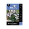 Bloomin' Bulbs Hosta Blue Mouse Ears - 1 Pack