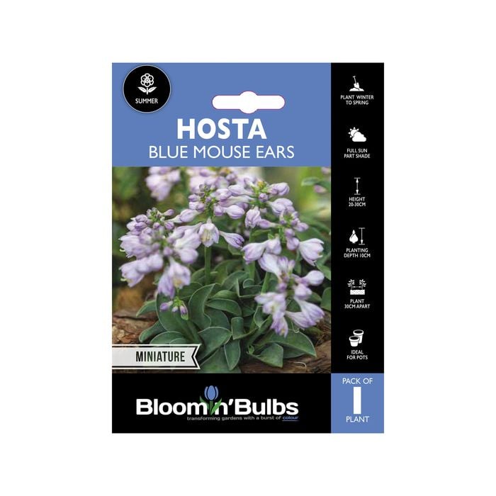 Bloomin' Bulbs Hosta Blue Mouse Ears - 1 Pack