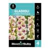 Bloomin' Bulbs Gladioli Amber Mystique - 4 Pack