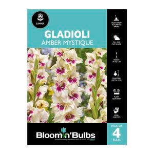 Bloomin' Bulbs Gladioli Amber Mystique - 4 Pack