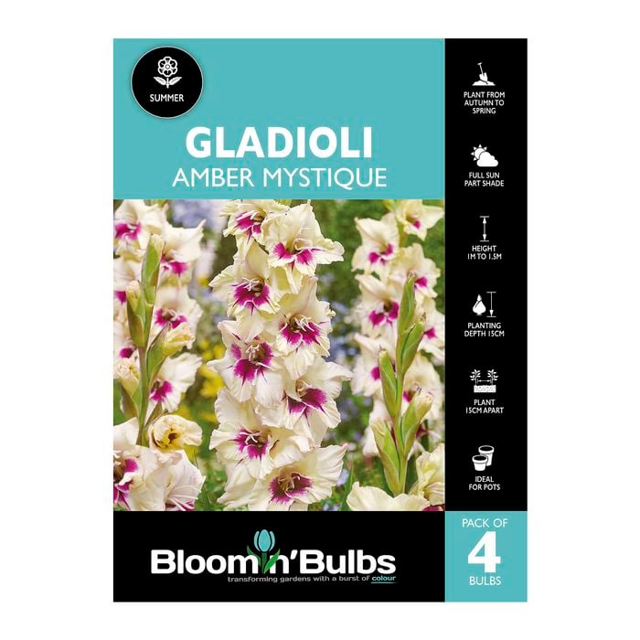 Bloomin' Bulbs Gladioli Amber Mystique - 4 Pack