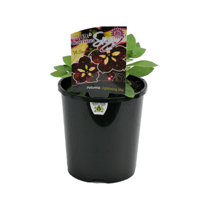 1.5L Lightning Sky - Petunia