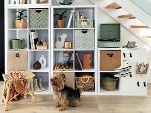 Shelving unit underneath a staircase, with baskets, pot plants and a dog in front of the shelving.