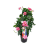 150mm Mini Pink Rocktrumpet - Mandevilla 