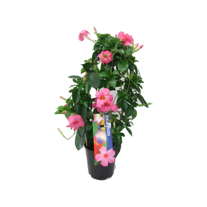 150mm Mini Pink Rocktrumpet - Mandevilla 