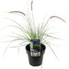 180mm Swamp Foxtail Grass - Pennisetum alopecuroides