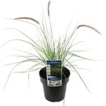 180mm Swamp Foxtail Grass - Pennisetum alopecuroides