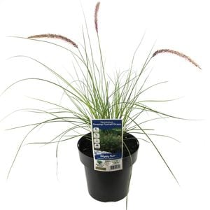 180mm Swamp Foxtail Grass - Pennisetum alopecuroides