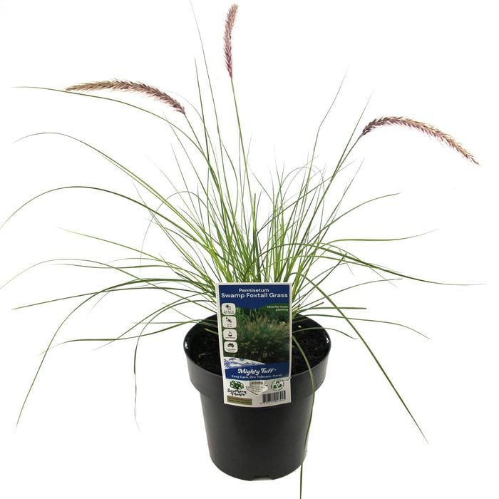 180mm Swamp Foxtail Grass - Pennisetum alopecuroides