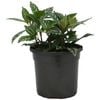 120mm Aluminium Plant - Pilea cadierei