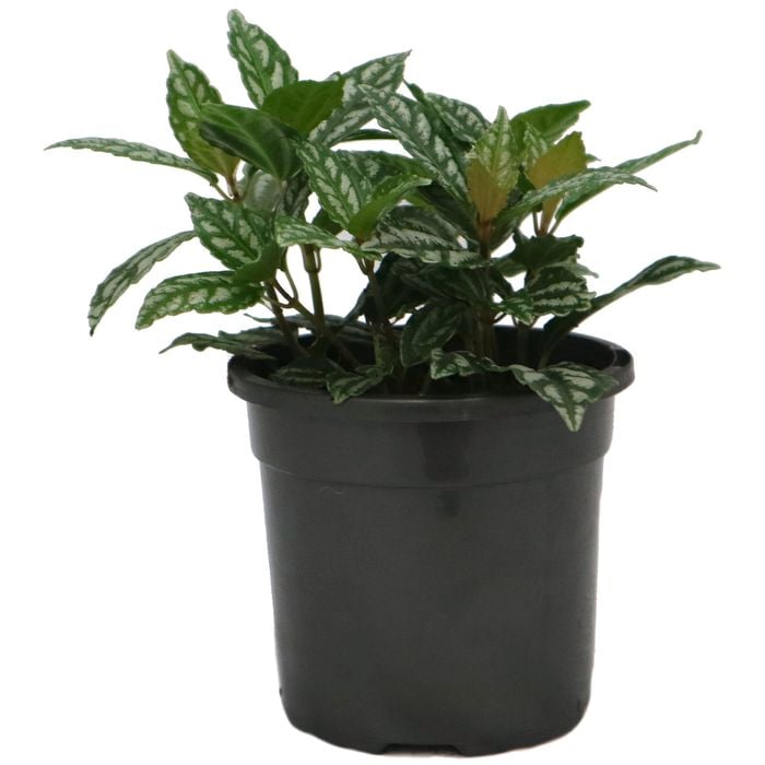 120mm Aluminium Plant - Pilea cadierei
