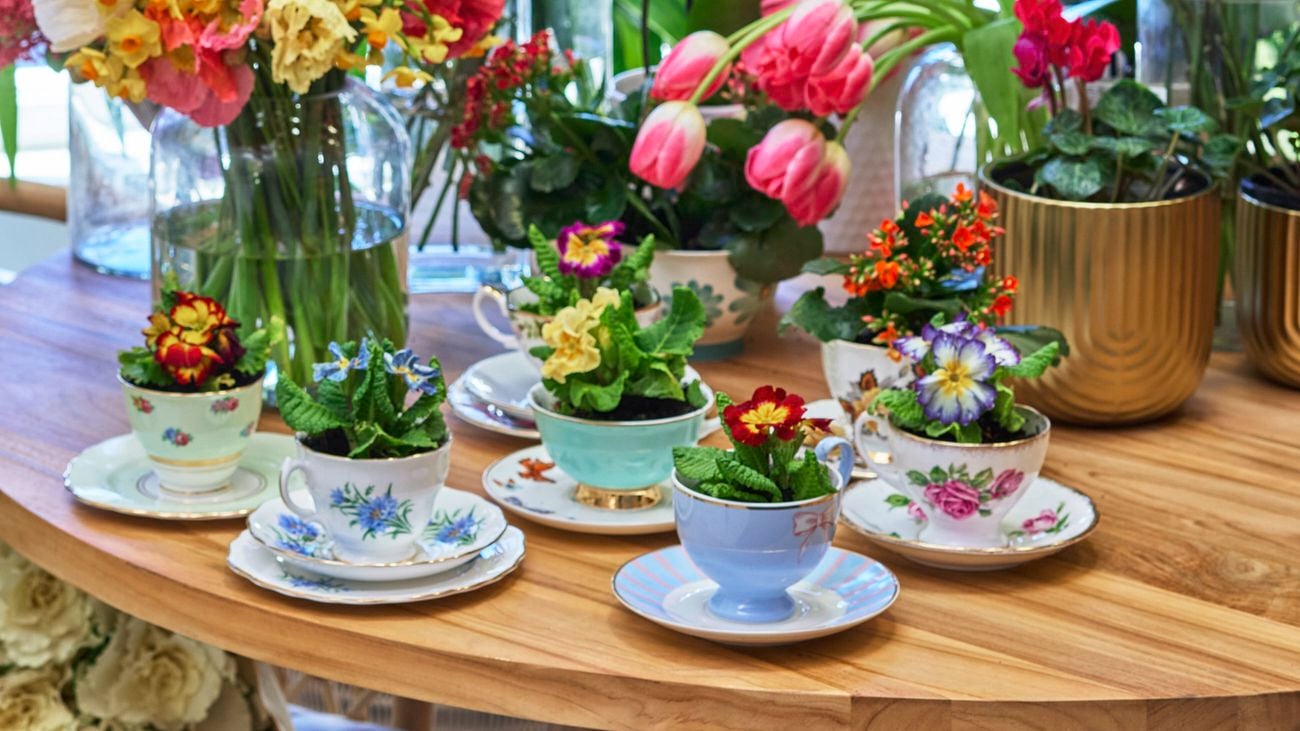 Colourful, flowering plants displayed in vintage-look crockery.