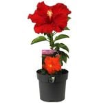 140mm Hibiscus Rio Assorted