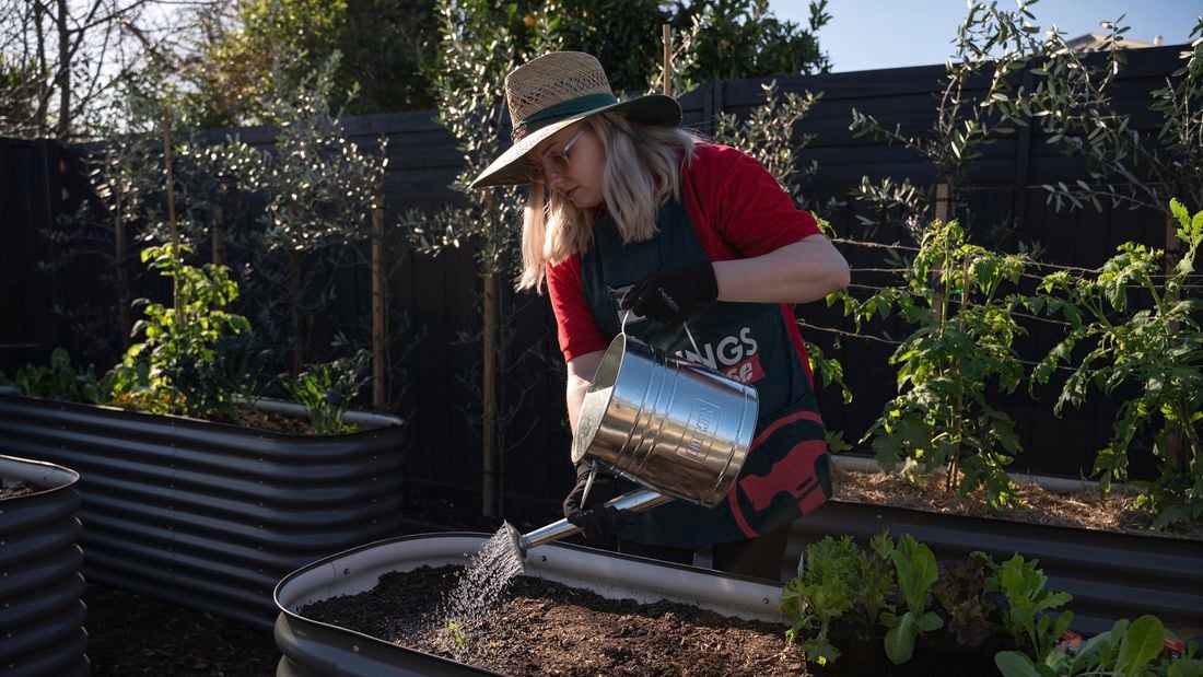 Expert tips for bountiful harvests and delicious homegrown tomatoes