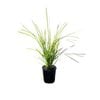 PLANT-Lomandra 140mm Lime Tuff