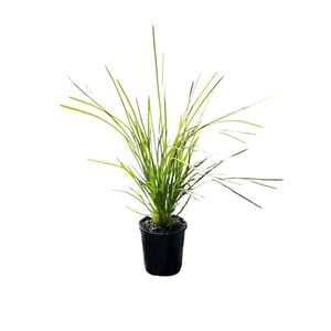 PLANT-Lomandra 140mm Lime Tuff