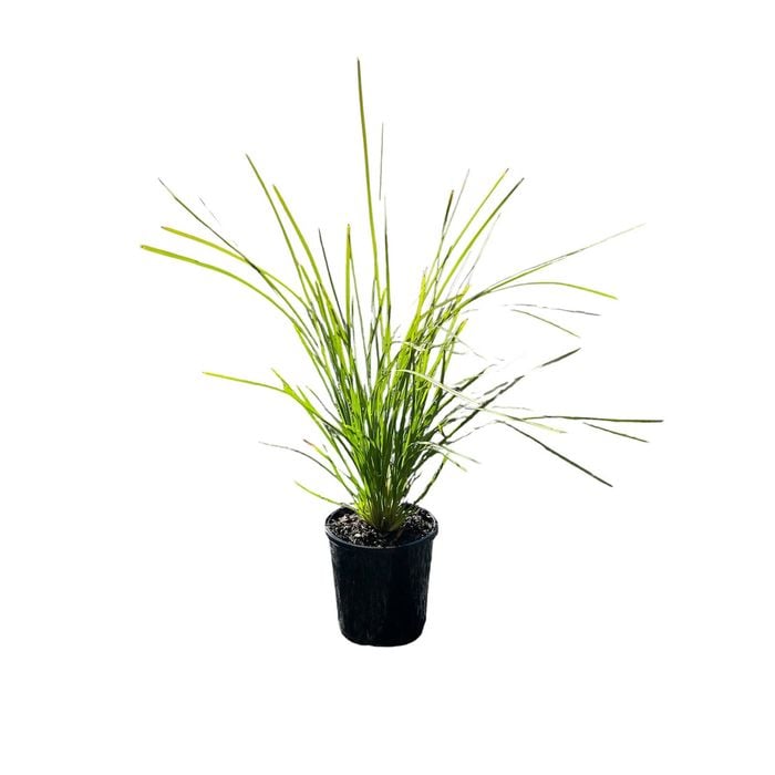 PLANT-Lomandra 140mm Lime Tuff