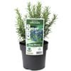 140mm Rosemary - Rosmarinus officinalis