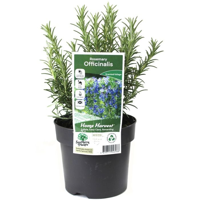140mm Rosemary - Rosmarinus officinalis