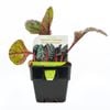 100mm Silverbeet Red Cardinal - Beta Vulgaris Cicla