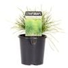 130mm Little Con - Lomandra confertifolia - Straps For Gaps Range