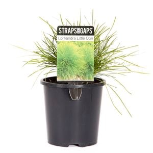130mm Little Con - Lomandra confertifolia - Straps For Gaps Range