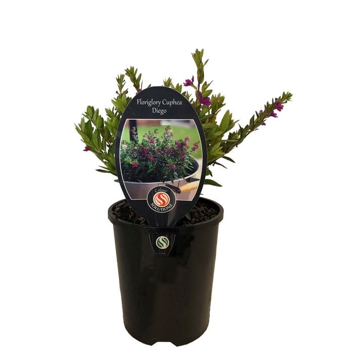 1.5L Cuphea Floriglory Diego - Cuphea Hybrid