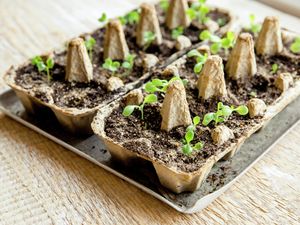 DIY Advice Image - What are heirloom seeds and why grow them? . G Drive blob storage upload.