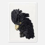 Galrie Stunning Black Cockatoo Art Print - Detailed Vintage Ornithological Illustration, Poster Only, A4 21 x 30cm (8 x 12inch)
