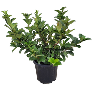 10L Viburnum Dense Fence - Viburnum odoratissimum Dense Fence