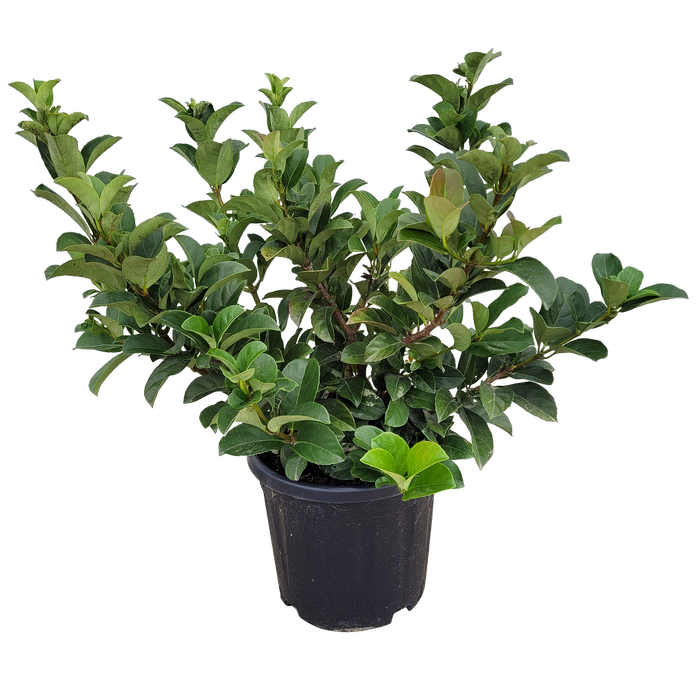 10L Viburnum Dense Fence - Viburnum odoratissimum Dense Fence