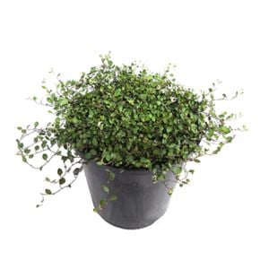 2L Creeping Muehlenbeckia - Muehlenbeckia axillaris