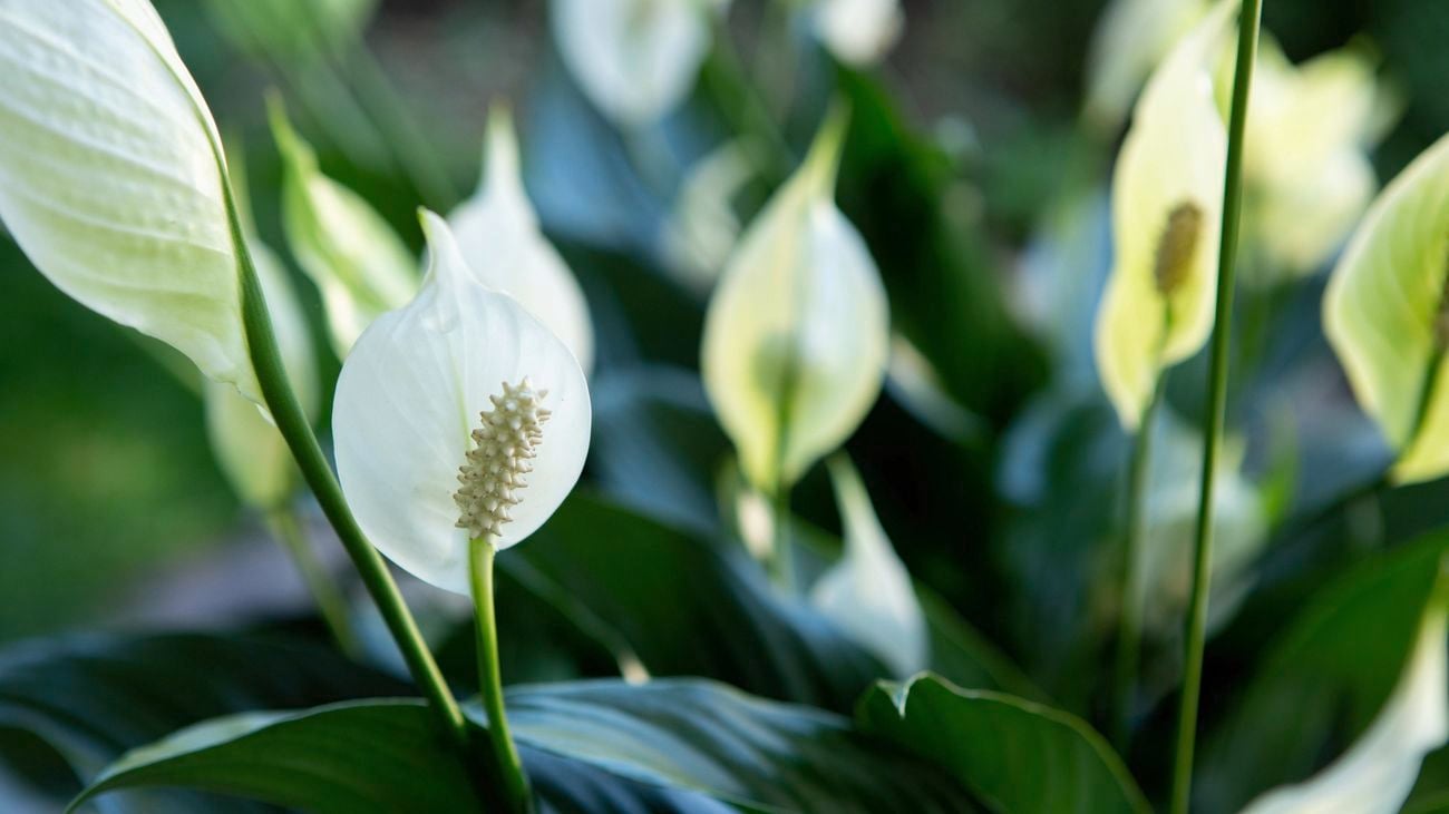 Close up of a peace lily in flower.