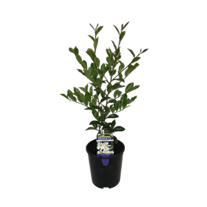 1.5L Camellia Setsugekka - Camellia sasanqua