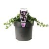 140mm Ground Morning Glory - Convolvulus sabatius Blue