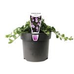 140mm Ground Morning Glory - Convolvulus sabatius Blue