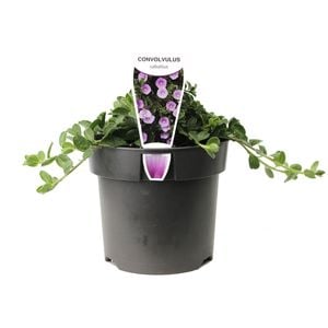 140mm Ground Morning Glory - Convolvulus sabatius Blue