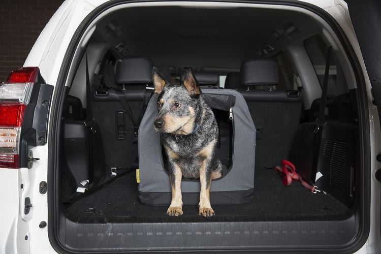 A little pupper in his little pupper kennel in the back of a van